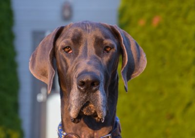 one of our dogs