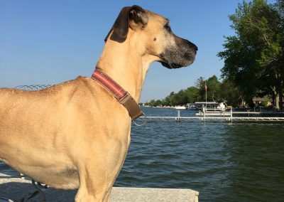 One of our business dogs on a deck in lake country